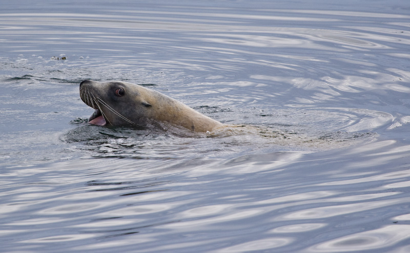 Stellars Sealion